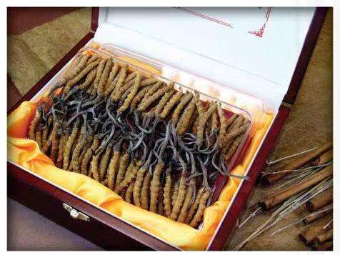 马湾镇冬虫夏草回收